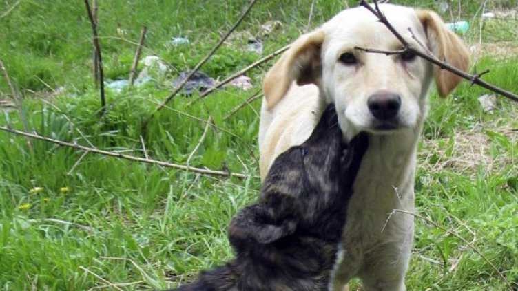 Снимка: Булфото