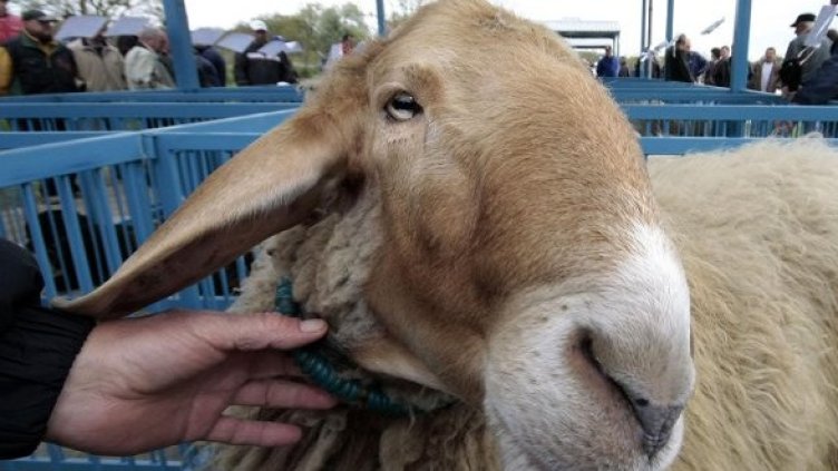 Снимка: Булфото