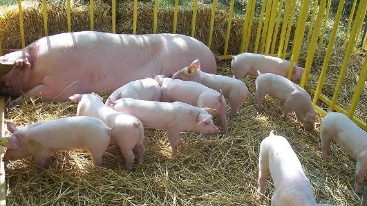 Подобни животни били натъпкани в купето. Снимка: архив "Булфото"