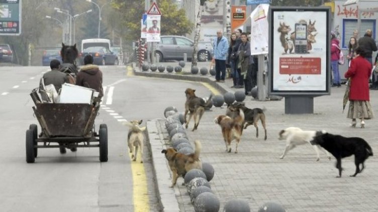 Снимка: Булфото