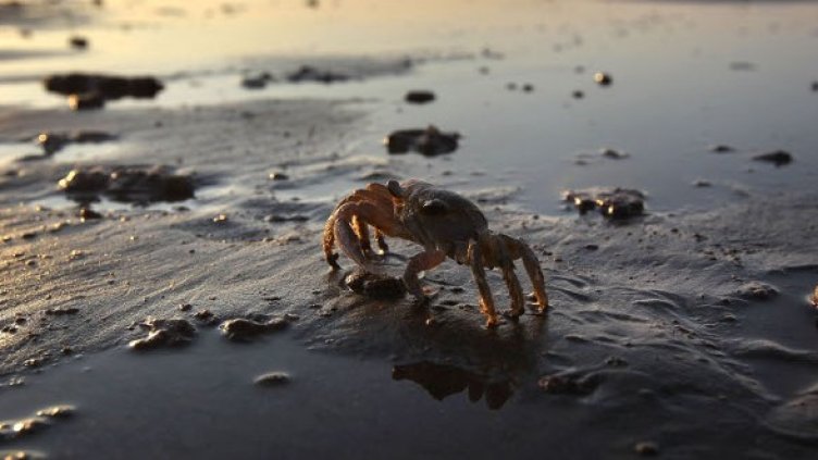 Снимка: Getty Images/Guliver Photos