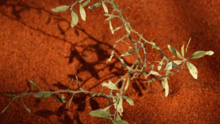 Снимка: Getty Images/Guliver Photos