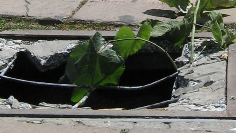 Снимка: Булфото