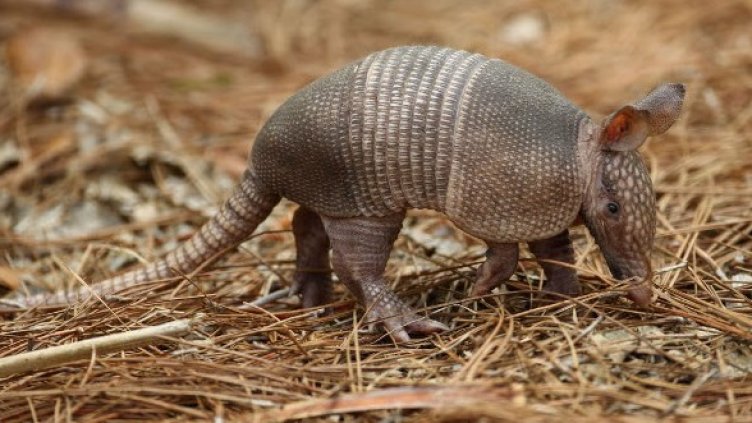 Снимка: Getty Images/Guliver Photos