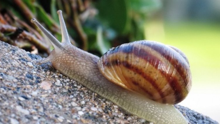 Снимка: Getty Images/Guliver Photos