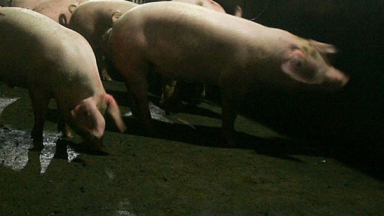 Снимка: Getty Images/Guliver Photos