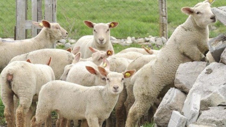 Снимка: Булфото