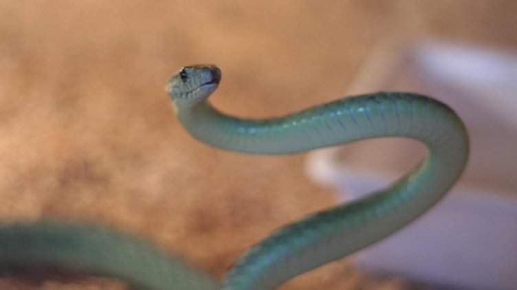 Снимка: Булфото