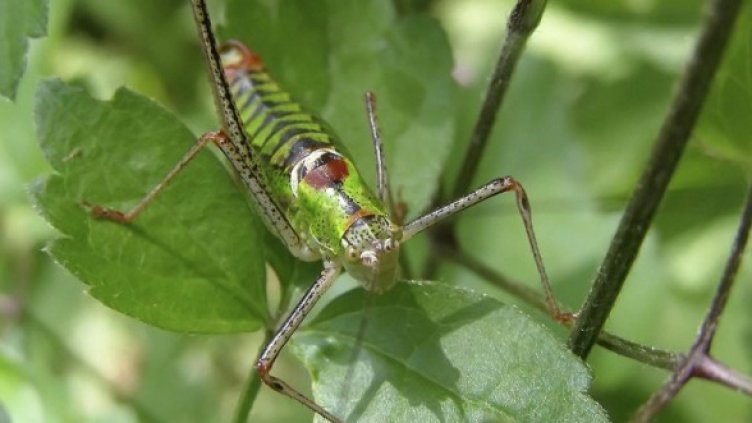 Снимка: Булфото