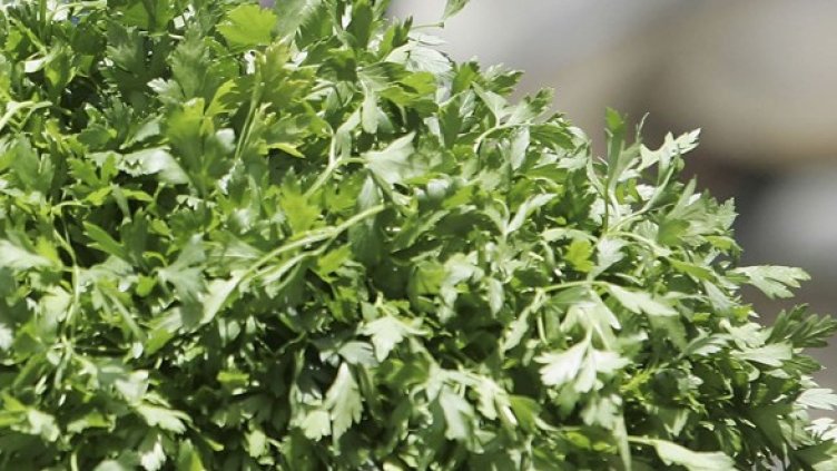 Снимка: Getty Images/Guliver Photos