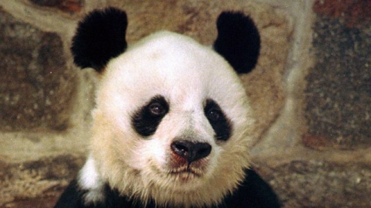 Снимка: Getty Images/Guliver Photos