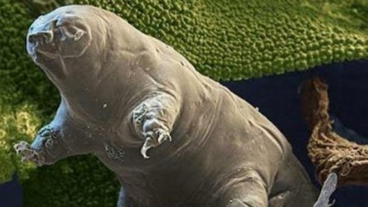 Готови да понесат всякакви условия