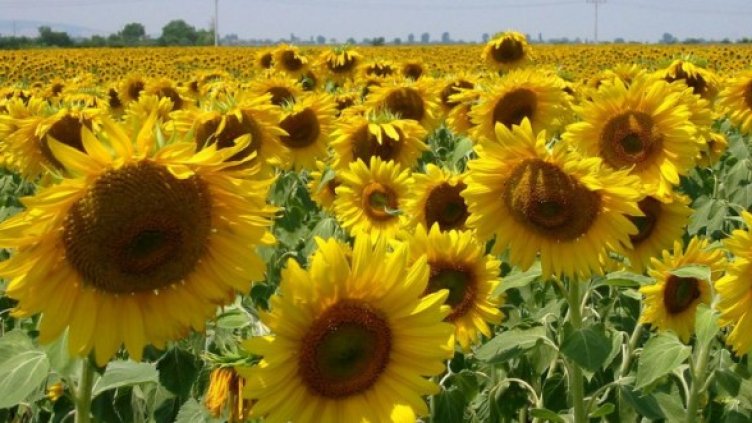 Снимка: Булфото