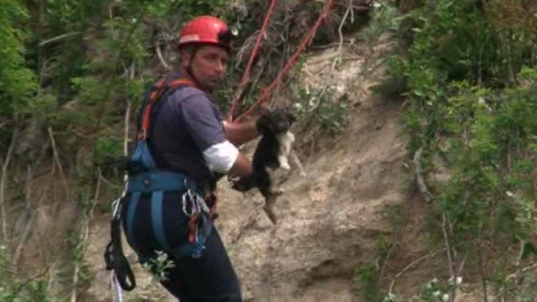 Алпинисти спасиха кученца, хвърлени от скала