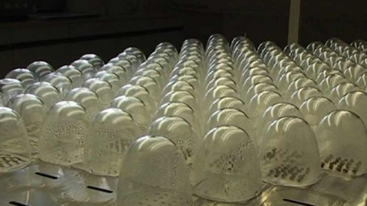 Къде се пази вкусът на българските домати