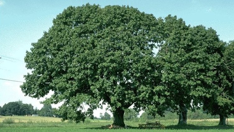 Снимка: University of Delaware