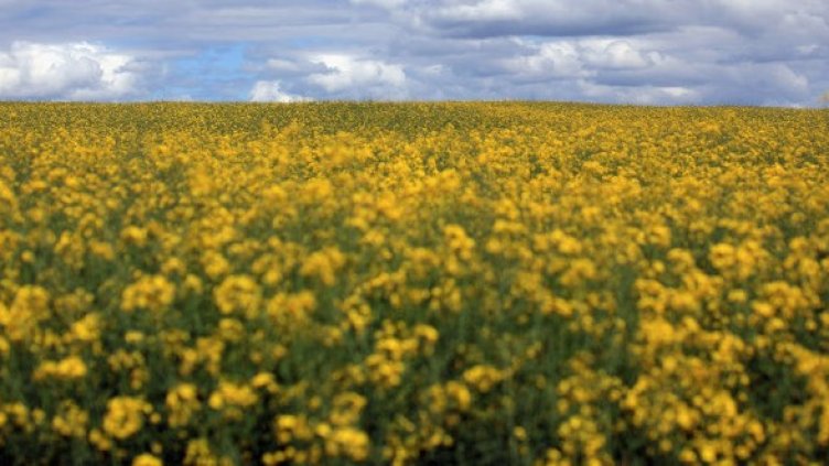 Тазгодишната реколта от рапица ще бъде само за износ. Снимка: Getty Images/Guliver Photos