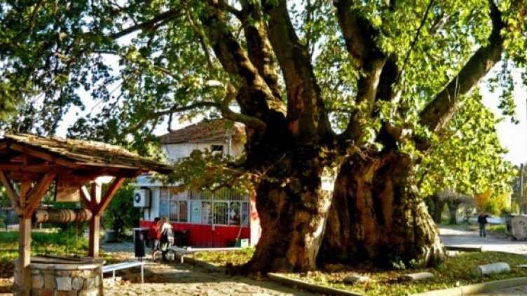 Снимка: treeoftheyear.org