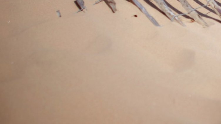 Снимка: Getty Images/Guliver Phtos