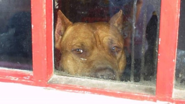 Снимка: Архив Булфото