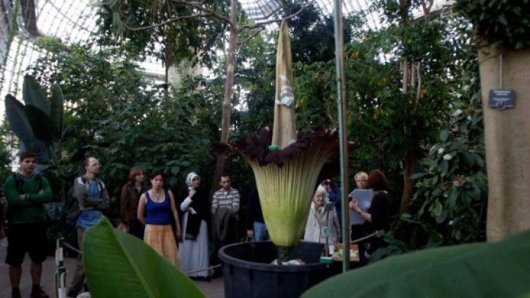 Трупното цвете. Снимка: Reuters