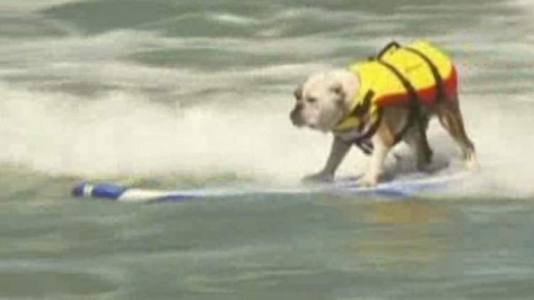 Седни! Дай лапа! Сърфирай!