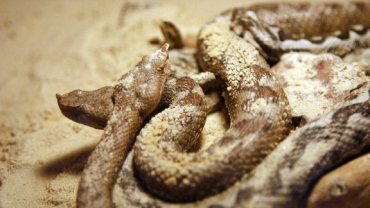 Снимка: архив Булфото