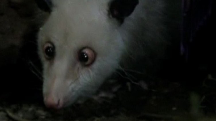 Кривогледият опосум Хайди пак влезе в новините