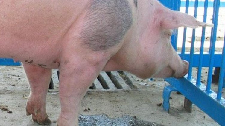 Снимка: архив Булфото