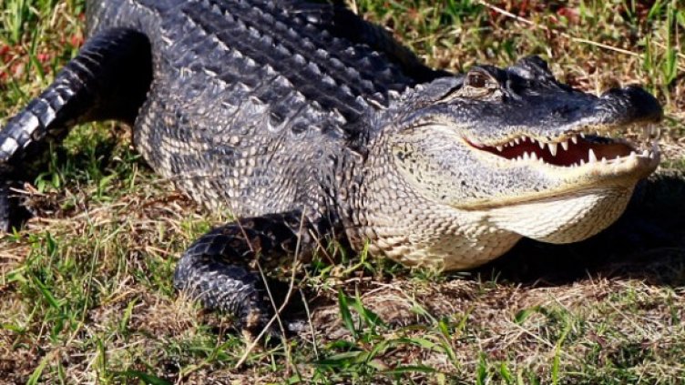 Снимка: Getty Images/Guliver Photos