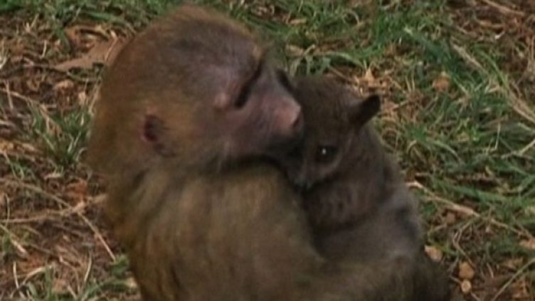 Странно животинско приятелство в Кения