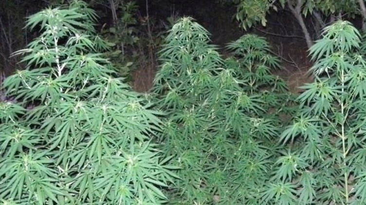 Снимка: Булфото