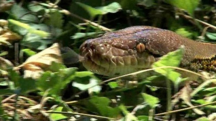 Почти като Дънди Крокодила, почти