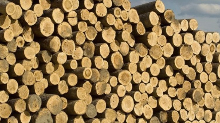 Снимка: Булфото