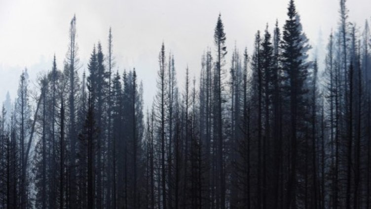 Снимка: Getty Images/Guliver Photos