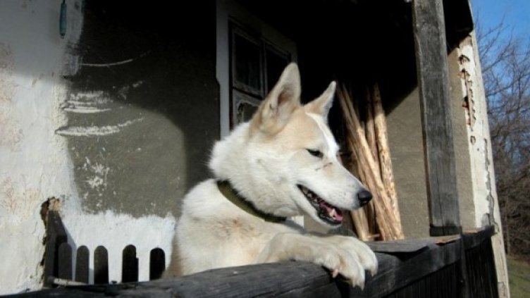 Снимка: Архив Булфото