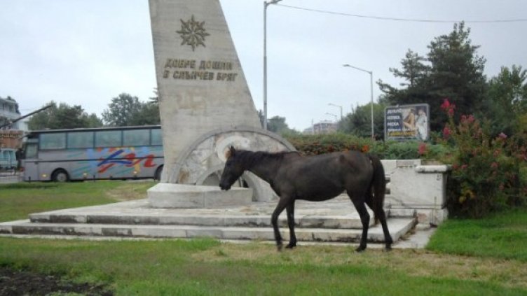 Снимка: Булфото