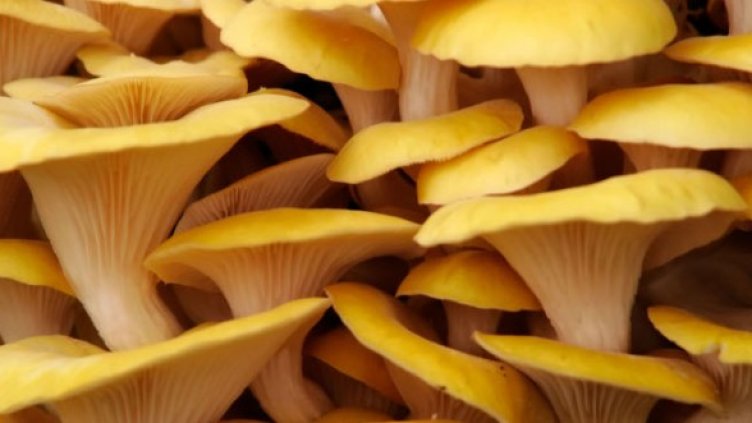 Снимка: Getty Images/Guliver Photos