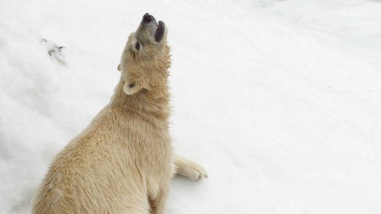 Снимка: Getty Images/Guliver Photos