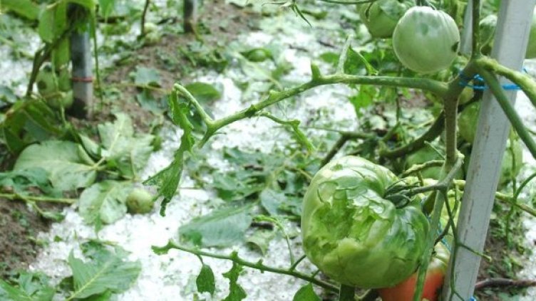 Снимка: Архив Булфото