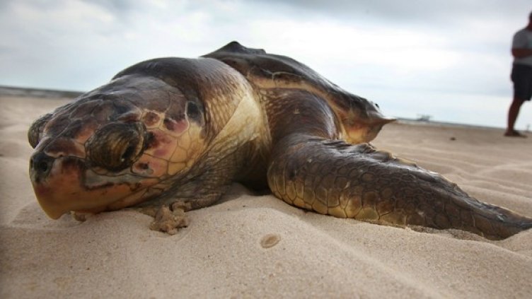 Снимка: Getty Images/Guliver Photos