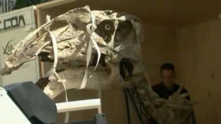 Искаш истински динозавър? Купи си за $1,5 млн.