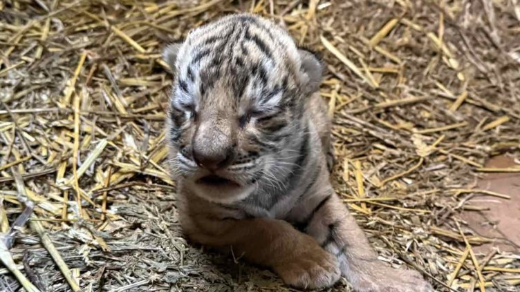 Снимка: Община Стара Загора