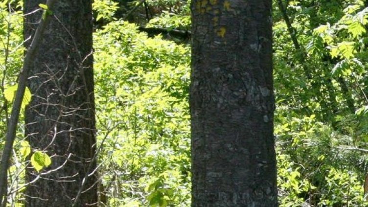 Снимка: архив Булфото