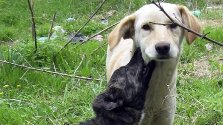 Снимка: архив, Булфото