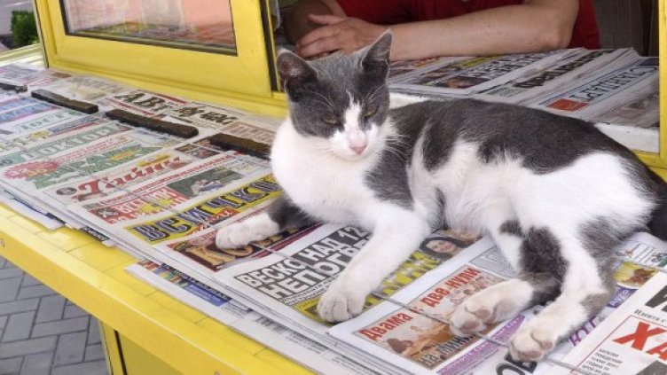 Снимка: Булфото