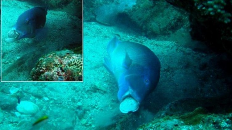 Снимка: Scott Gardner