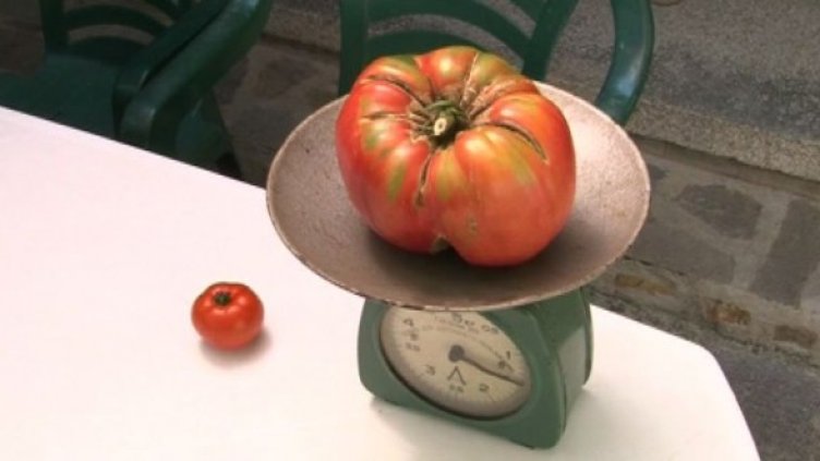 Голям домат за голяма ракия