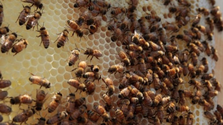 Снимка: Getty Images/Guliver Photos