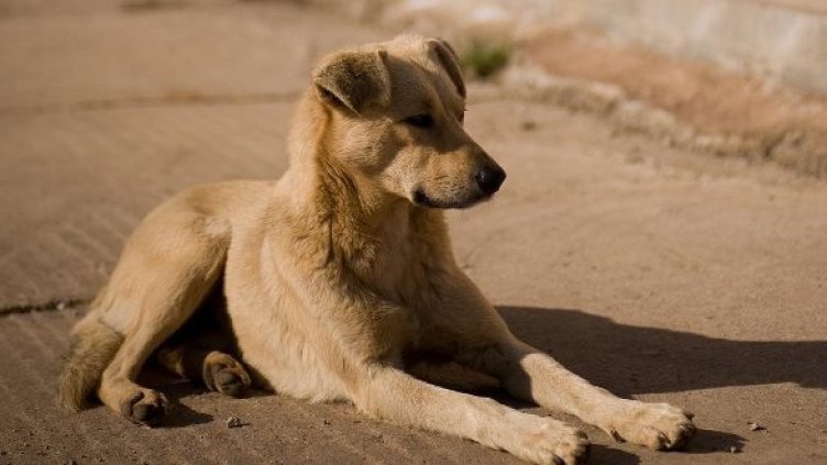 Снимка: Булфото